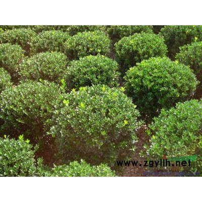 河南地区供应大批量优质金桂