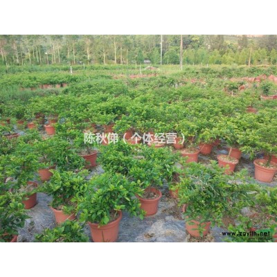 福建地区供应三角梅60*60cm