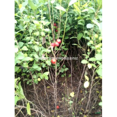 山西运城集散国槐，国槐价格，4.5.6.8公分国槐价格