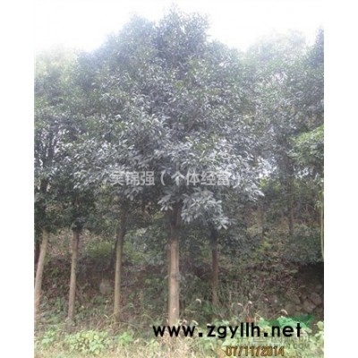 大量杜英、香樟、桂花树苗出售