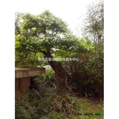 池州青阳映山红盆景杜鹃花下山桩