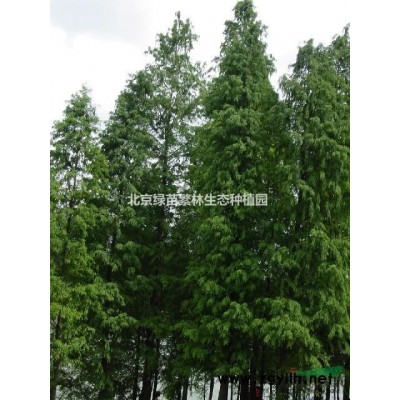 基地长期供应各种规格-金叶女贞、卫矛球