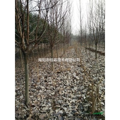 河南省南阳市供应皂角树26公分