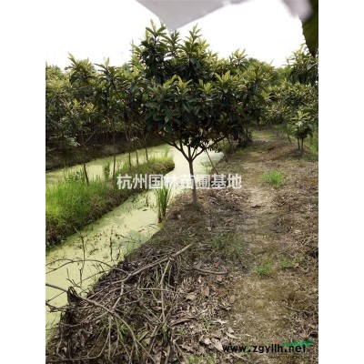 低价供应1-20公分枇杷树