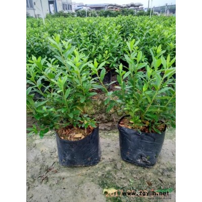 佛山里水镇麻奢大量供应毛杜娟各种规格