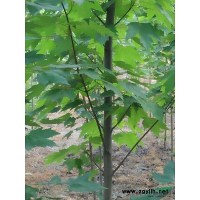 河南驻马店供应美国红枫
