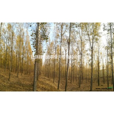 200亩107杨树出售，地径20-25公分！