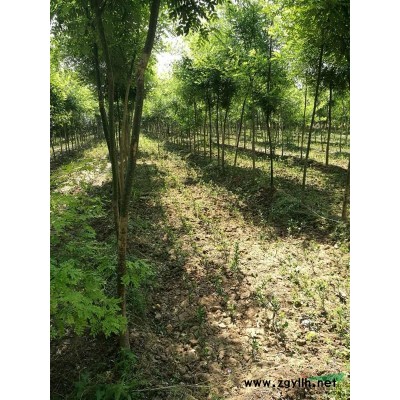 陕西万株国槐，香花槐，大叶女贞，红叶李等质优苗木供应