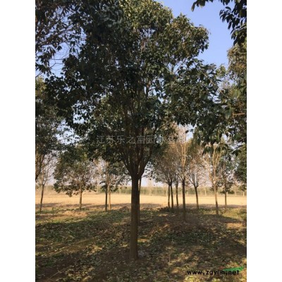 紫薇新价格/紫薇报价