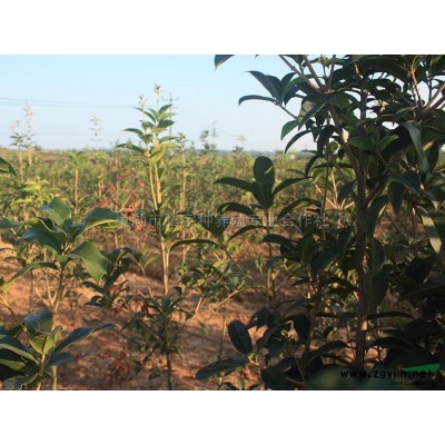 红叶李精品苗出圃