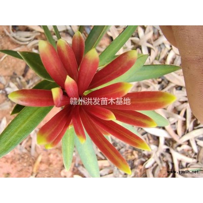 地径6到9北美海棠清地处理1万颗左右。1个月处理时间。