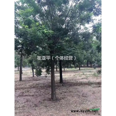 大量出售大叶女贞