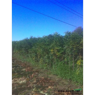 辽宁地区供应大量黄柏黄菠萝国槐树木以及杨树木材