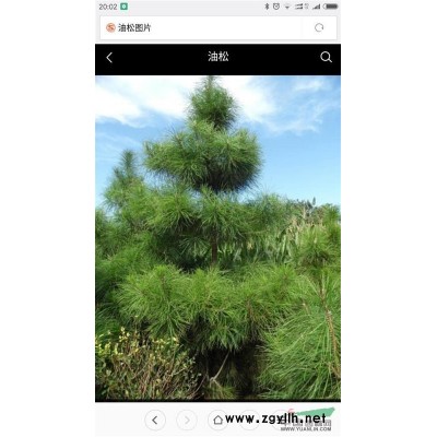 河北邢台大量供应油松