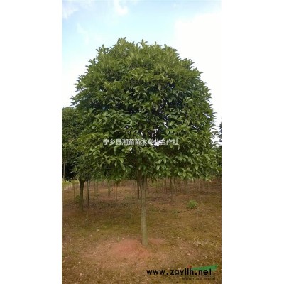 红花继木球/红继木/湖南小苗