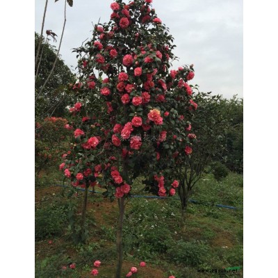 三角梅、红桂花、茶花、山茶、相思树、