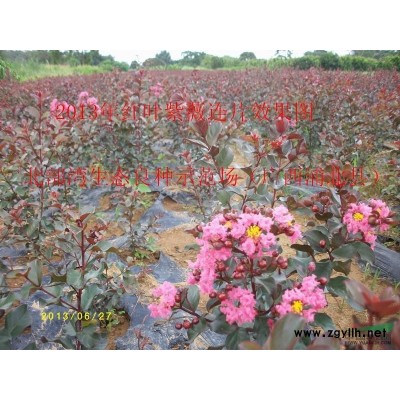 湿加松容器苗（速生脂材两用）