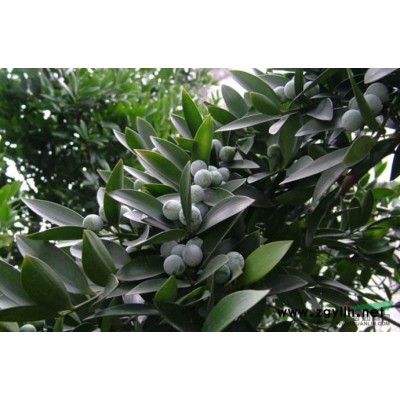 汉中珍稀苗木 桂花2017处理