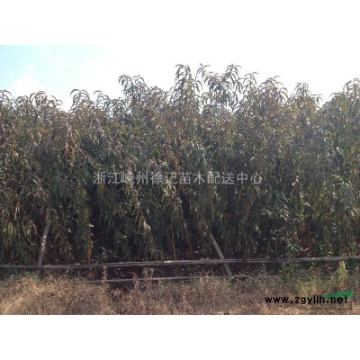 羽毛枫 浙江地区