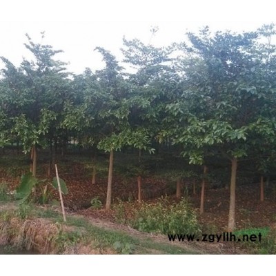 红桂木狗果树10cm径道路小区庭院绿化树低价批售地址肇庆四会