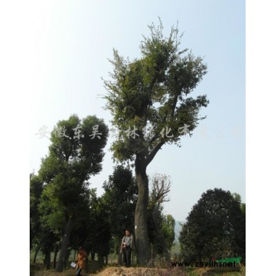 红花继木球行情报价\红花继木球图片展示