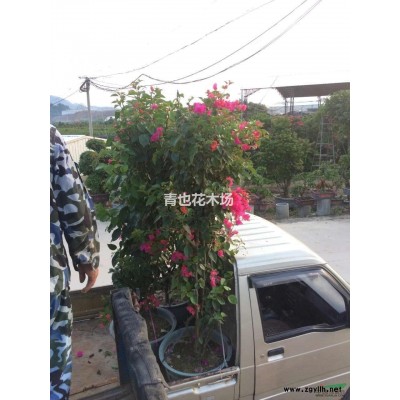 供应15公分的凤凰木