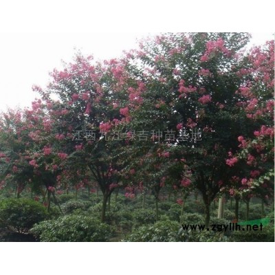 棕榈供应/棕榈图片