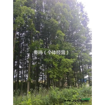 苏北地区供应水杉30年龄一百颗左右