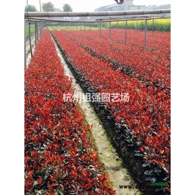 红梅苗【供应】