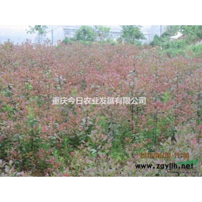 供应地径3-5cm、高2m红叶石楠