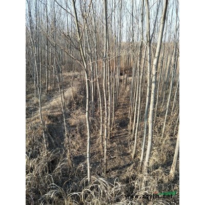 快速生长旱柳3--7公分【东北地区供应快柳成活率高】