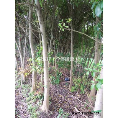 大量红皮榕 出售3-15cm
