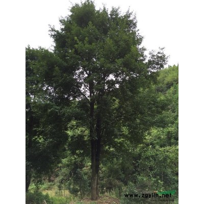 浙江状元红丹桂2介绍