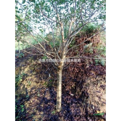 浙江奉化溪口供应樱花，红枫，鸡爪槭，红叶李，垂丝海棠，茶花