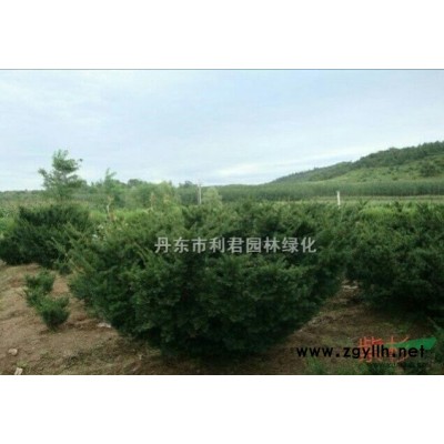 供应法桐 玉兰 天女木兰 海棠等