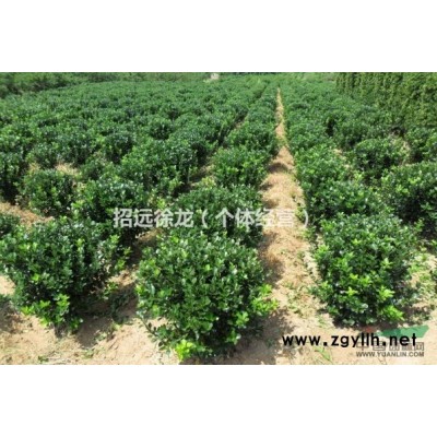 大量出售山东招远辛庄大叶黄杨苗等苗木