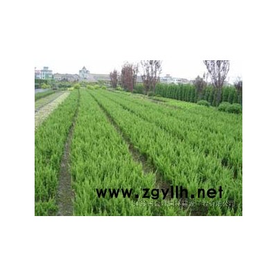 朴树，竹柳，紫薇，紫薇价格