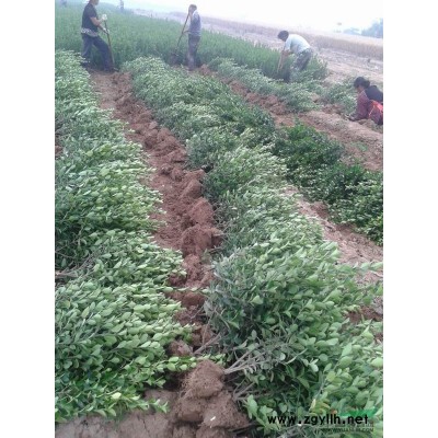 河南地区去供应质量相当好的黄杨球