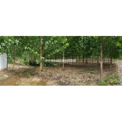 15/16/17/18/19/20原生一年冠