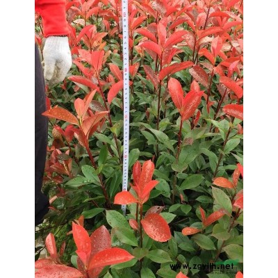 金华白龙桥供应红叶石楠杯苗
