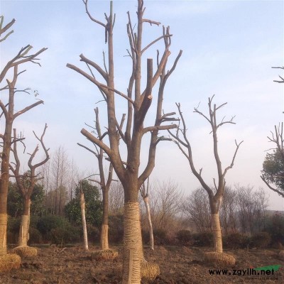 供应20-50骨架香樟