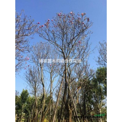 供应全冠紫玉兰