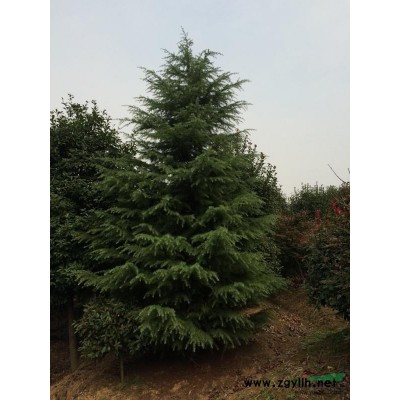 江苏地区供应朴树1一30公分。