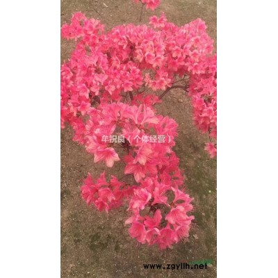 杜鹃映山红苗木江北种植成活率高