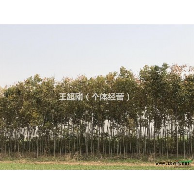 长期出售栾树，白蜡