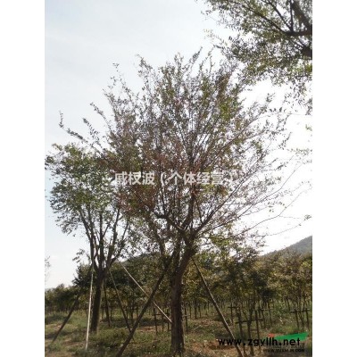 2016年安徽塔柏基地，2米高塔柏批发多少钱