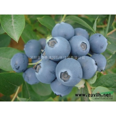 金丝楠苗 优质苗木 深加工多用途