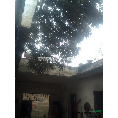 南阳地区大规格枇杷树