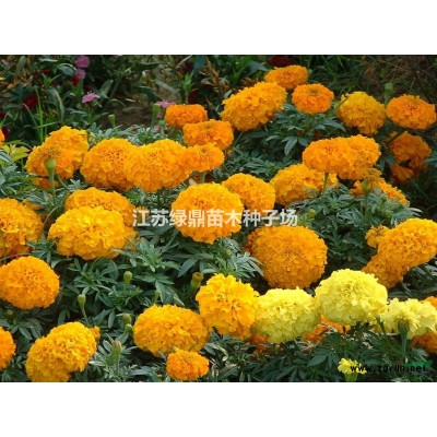 月季花苗基地直销