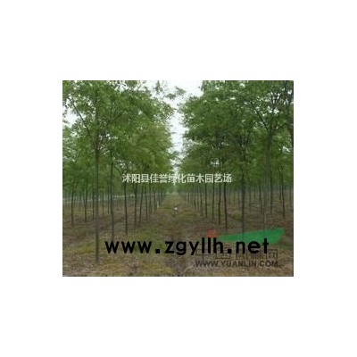 供应小叶女贞球 ，小叶女贞球价格